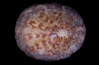 藏品(龜甲笠螺)的圖片